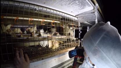 Aan organisaties die als doel hebben een slecht beeld op te hangen van de sector, kan men volgens crisiscommunicatiespecialist Panneels het best niet te veel aandacht geven.