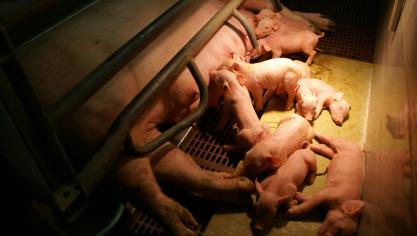 Vraag is of het raadzaam is om in plaats van zoals gebruikelijk de voedergift rond de worp te laten afnemen, ad lib te gaan voederen. Voldoende hoog verdient aanbeveling.