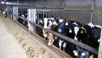 Vanlommel is een grote producent van kalfsvlees.