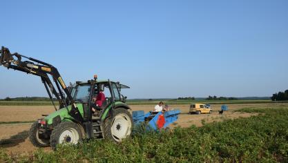 Omdat voor het eerst onderzoek werd gedaan naar aardappelrassen voor thuisverkoop werd hoofdzakelijk gewerkt met gekende rassen.