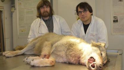 Koen Van Den Berge en Filip Berlengee van het INBO onderzoeken de wolf op de autopsietafel