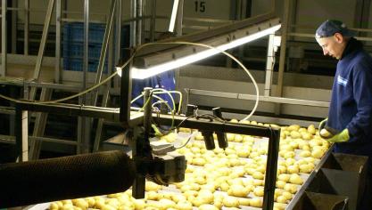 De aardappelsector is dankzij de export de laatste jaren snel gegroeid.