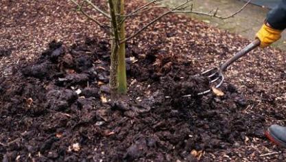 Een mulchlaag zorgt voor voeding, een gezond bodemleven,  een goede bodemstructuur en helpt de waterhuishouding  op peil te houden.
