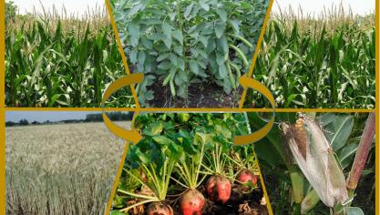Voorbeeld van een ruime vruchtwisseling kuilmaïs-triticale+gele mosterd-voederbiet-korrelmaïs-kuilmaïs-veldboon.