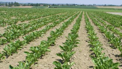 De bietenopbrengst was groot in volume, maar de bietenprijs is slecht.