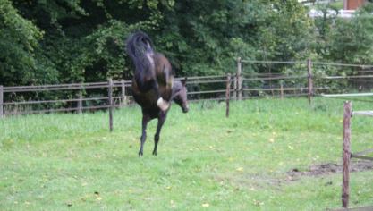 Voor de edele viervoeter is gras de ultieme lekkernij waar hij maanden lang naar uitkijkt.