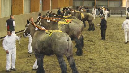De keuringen zoals we die vandaag kennen zijn vooral gericht op exterieur en zijn bijgevolg aan een grondige verandering toe.