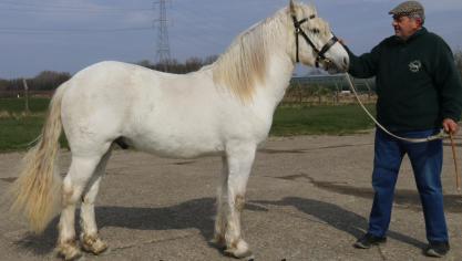 Hemarie Columbus, eerste keuring en aangenomen. Eig.: Guido Van Dyck uit Broechem.