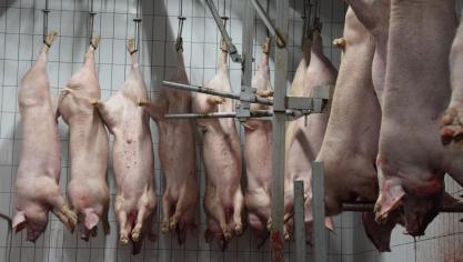 Sinds misstanden in slachthuizen zijn vastgesteld, ligt op de werking van de FAVV een vergrootglas.