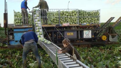 De markt is op zoek naar meer biotelers in diverse groentecategorieën.