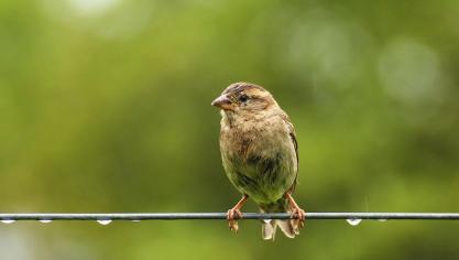 sparrow-3215383_960_720