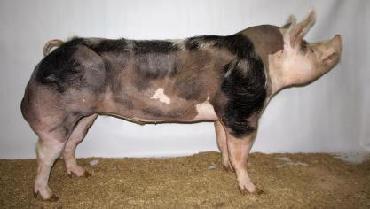 Figuur 3. Urtoffel Ter Holand,  eigenaar KI Clincke, winnaar  Gouden Piétrain voor de beer  met de hoogste index in 2017