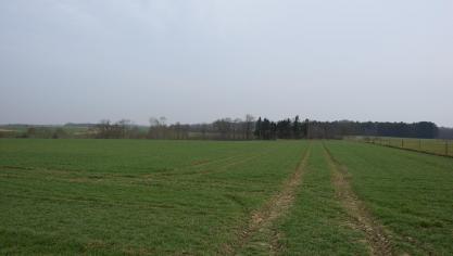 De voorbije weken werden de  graanvelden groener, maar groei was er amper.
