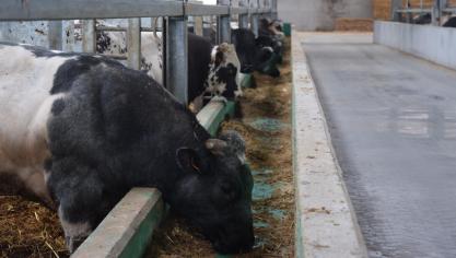 Zowel Delhaize als Veviba proberen via de rechter hun gelijk te halen. Op de foto een bedrijf van Verviba-eigenaar Verbist.
