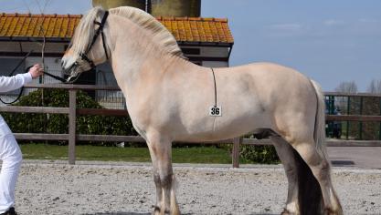 Fjell Finn, 7 jaar, in 2018 geïmporteerd ui Noorwegen. Eig.: Paul Hallaert uit Beernem.