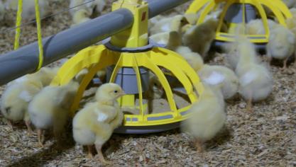 De pluimveehouderij in de EU is  afhankelijk van de wereldmarkt, waar de Amerikanen,  Thai en Brazilianen domineren.