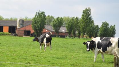 Melkveehouders zien hun marges de komende maanden slinken, vreest Rabobank.