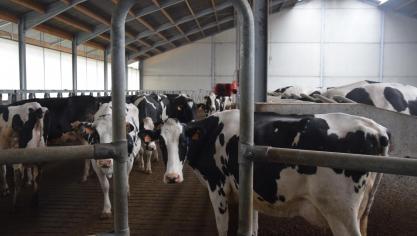 Het aantal melkveehouders daalde in 2017 met 5
%, het aantal opgehaalde liters melk steeg dan weer met 5
%.