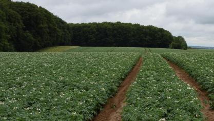 Schaduwkaarten kunnen inzicht geven in waar het beter is dunner te poten.
