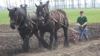 Zestienjarige Zeb Van Looveren uit Wuustwezel.