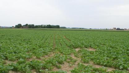 Sinds de liberalisering van de suikermarkt, worden ook Vlaamse  bietentelers blootgesteld aan de wereldmarkt.