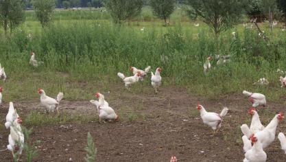 De ophokplicht is in Nederland opgeschort.