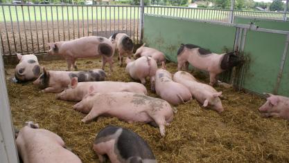 Intensief of extensief: het komt erop aan je te onderscheiden, aldus varkenshouders.