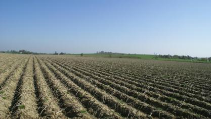Bij het afdekken in de openlucht brengt men het doek het best aan dadelijk na het planten.