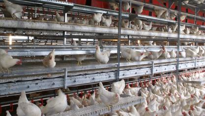 Voor de pluimveehouderij is Newcastle Disease een grote bedreiging.