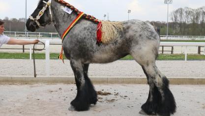Tosca van ‘t Rietenhof, eerste prijs bij de merries geboren in 2015 en tevens kampioene bij de 3 + 4 jarigen. Eig.: Stephanie Mertens, Londerzeel.