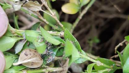 Door het wegknippen van de  haarden kan je de verspreiding  van de buxusmot beperken.