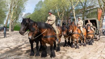 Zesspan trekpaarden met Fouragère op de Landbouwprijskamp in Vilvoorde.