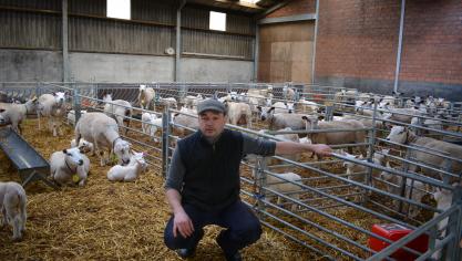 Vande Walle slacht lammeren van eigen kweek.