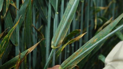 Wees alert voor roest in uw percelen.