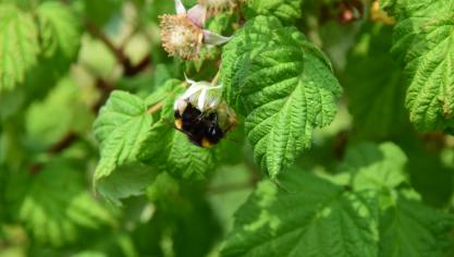Insecten zijn onontbeerlijk voor de bestuiving van groenten en fruit.