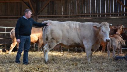 Nicolas Braibant houdt 180 vleesveerunderen -een kruising tussen blonde d’Aquitaine en Belgisch Witblauw.