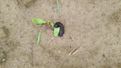 bietenslakkenschadefotokbivb