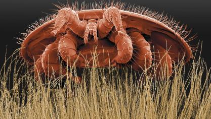 Eén van de belangrijkste redenen van bijensterfte is de varroamijt,  die zich vasthecht aan het lichaam van de bij.