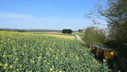 In koolzaad is het nuttig om bijenkasten in te zetten voor een betere bestuiving.
