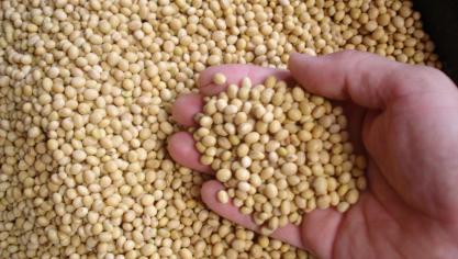 Vegetarische producten zijn vaak van soja gemaakt. Soja wordt vooral in Zuid-Amerika en de VS geteeld.