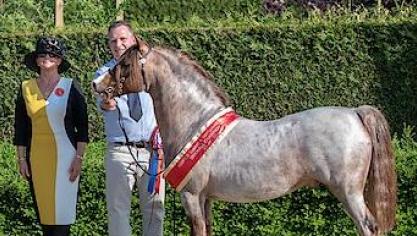 Kampioen Driesjeshoeve Picalo.