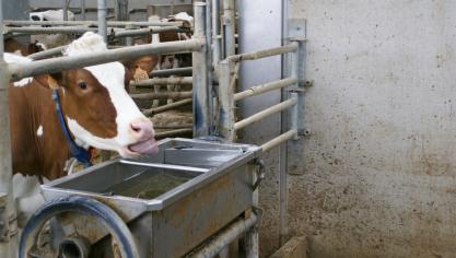 Internationale zuivelnoteringen zijn opnieuw gestegen.