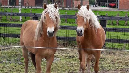 Twee 2-jarige Haflingerhengsten: Saygon van de Zuidakker en  Steward van de Zuidakker.