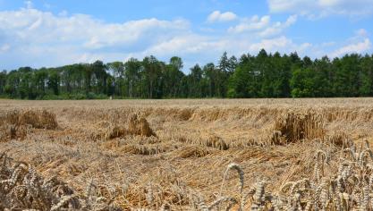 Legering kan de graanteelt  ernstige schade aandoen.  Basf heeft hier altijd al sterk op ingezet en komt nu met een nieuwe oplossing, zodat situaties zoals hier op de foto vermeden kunnen worden.