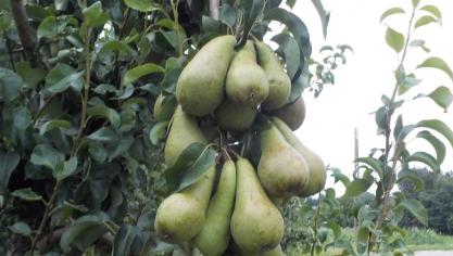 De Belgische Conference-peer is een internationaal succes.