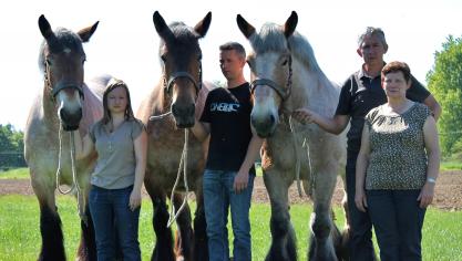Lot van drie merries van ‘Trekpaarden Herman De Greeff’ uit Elewijt.
