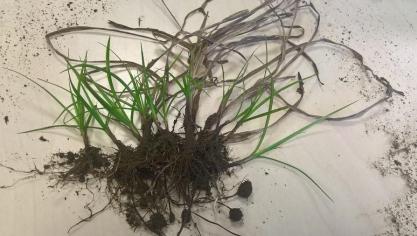 Door de ondergrondse uitlopers en de vele gevormde knolletjes, kan de uitbreiding van het woekeronkruid zeer snel gaan.