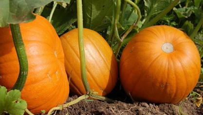 Vanaf half mei kunnen pompoenen ter plaatse buiten gezaaid worden.