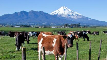 Zowel Nieuw-Zeeland als Australië zijn grote zuivelproducenten. Op de foto koeien die grazen vlakbij de berg Taranaka in Nieuw-Zeeland.