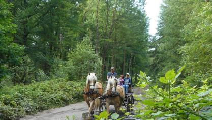 Tom Van den Berge uit Nevele is elke zondag - weer of geen weer - op pad met zijn tweespan Haflingers.